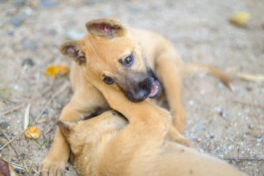 Açık havada birlikte oynayan iki küçük köpek