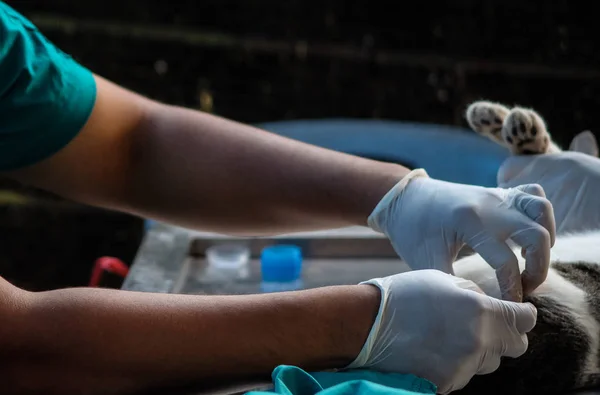 Kedi Sterilizasyonları
