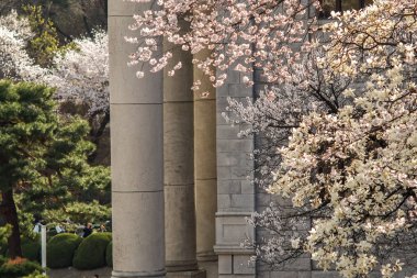 Kyung Hee Üniversitesi