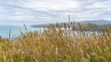Taylors hata geçit Yeni Zelanda, Yeni Zelanda ocean beach, Yeni Zelanda, sisli havalarda Yeni Zelanda South Island şaşırtıcı natura sahil şeridi