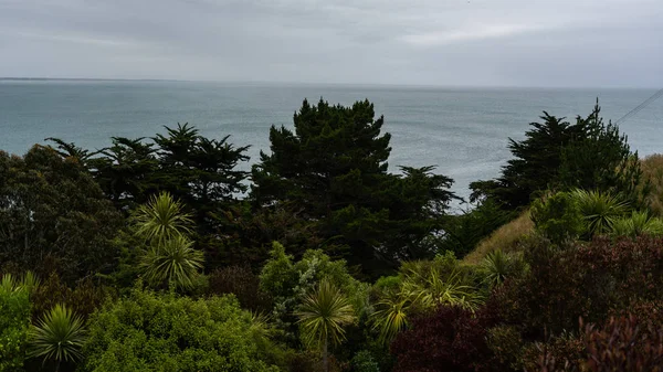 丘と木とフォアグラ ニュージーランドの素晴らしい自然 自然と海 ニュージーランドの素晴らしい海の前の木の風景壁紙 ニュージーランドの美しい自然の画像 — ストック写真