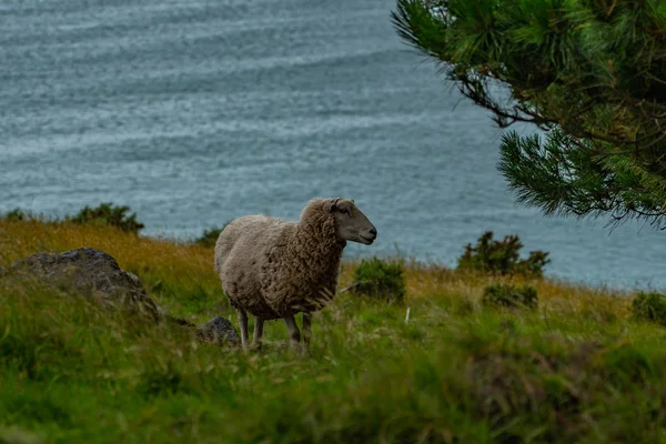 Pecore Nei Bellissimi Campi Della Nuova Zelanda Fotografia Animali Nuova — Foto Stock