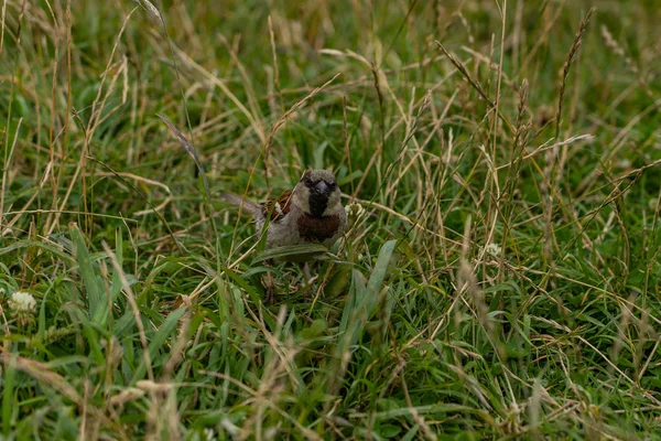 Passero Campo Taylors Errore Passerella Nuova Zelanda Fauna Selvatica Della — Foto Stock