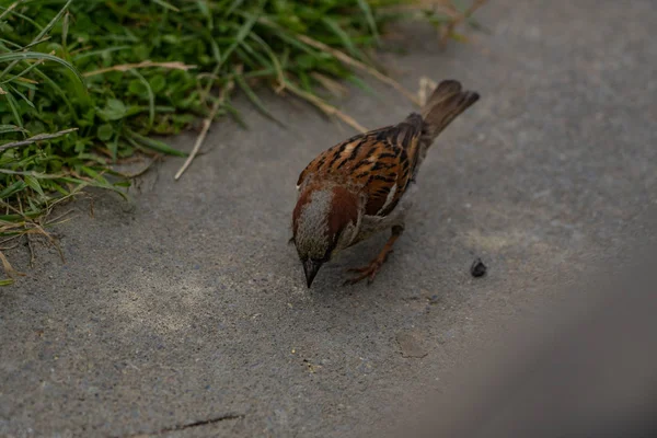 Mus Een Veld Bij Taylors Fout Loopbrug Nieuw Zeeland Natuur — Stockfoto