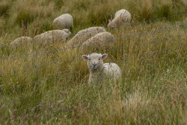 Ovelhas Nos Belos Campos Nova Zelândia Fotografia Animal Nova Zelândia — Fotografia de Stock