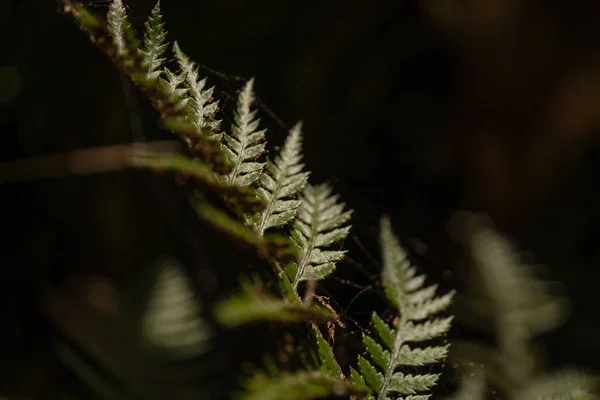 Großartige Natur Der Uferhalbinsel Nahaufnahme Naturfotografie Makro Natur Bildtapete Neuseeland — Stockfoto