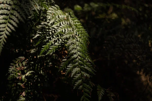 Great Nature Banks Peninsula Close Nature Photography Macro Nature Image — Stock Photo, Image