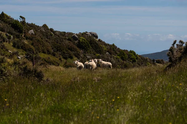 Μεγάλα Πρόβατα Επιφυλακή Akaroa Νέα Ζηλανδία Άγρια Ζωή Της Νέας — Φωτογραφία Αρχείου