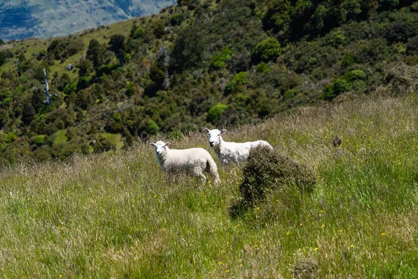 Grandi Pecore Belvedere Akaroa Nuova Zelanda Fauna Selvatica Della Nuova — Foto Stock