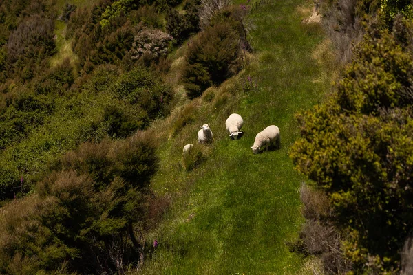 Μεγάλα Πρόβατα Επιφυλακή Akaroa Νέα Ζηλανδία Άγρια Ζωή Της Νέας — Φωτογραφία Αρχείου