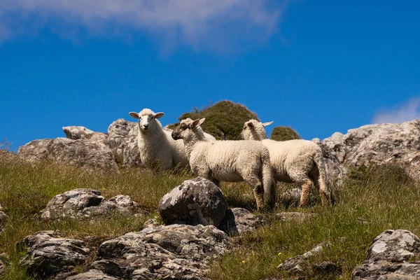 Μεγάλα Πρόβατα Επιφυλακή Akaroa Νέα Ζηλανδία Άγρια Ζωή Της Νέας — Φωτογραφία Αρχείου