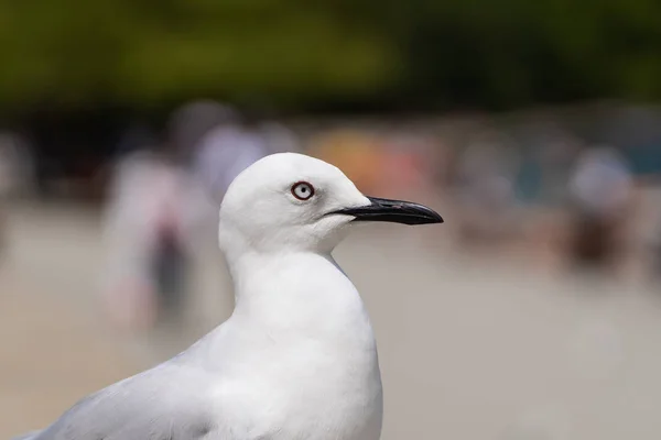 Gros Plan Photographie Une Mouette Dans Queenstown Nouvelle Zélande Image — Photo