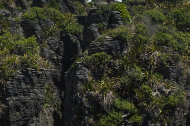 Paparoa Ulusal Parkı 'ndaki Punakaki Krep Kayaları, Batı Yakası, Güney Adası, Yeni Zelanda, Fox Buzulu yakınlarındaki gözleme kayalıklarına genel bakış.