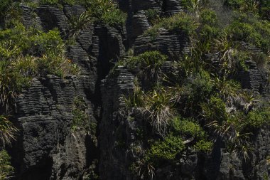 Paparoa Ulusal Parkı 'ndaki Punakaki Krep Kayaları, Batı Yakası, Güney Adası, Yeni Zelanda, Fox Buzulu yakınlarındaki gözleme kayalıklarına genel bakış.