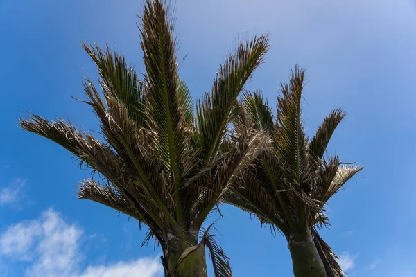 新西兰棕榈树在蓝天前 背景上有一些云彩 巨大的棕榈树 热带的天堂 — 图库照片