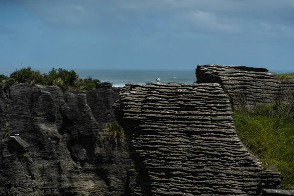 Масленица Пунакаки Национальном Парке Паппа Западное Побережье Южный Остров Новая — стоковое фото