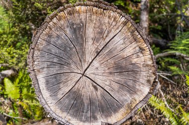 Kesik ağaç gövdesinin ahşap dokusu, yakın plan, ormandaki bir ağaç gövdesinin yıllık halkalarının ayrıntıları.