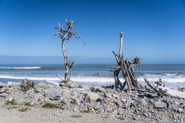 Hotikita Yeni Zelanda sahilindeki ölü odun, Yeni Zelanda 'daki inanılmaz plaj, sahili ve dalgaları olan inanılmaz okyanus görüntüsü, Yeni Zelanda sahillerindeki eski ahşap.