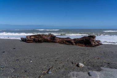 Hotikita Yeni Zelanda sahilindeki ölü odun, Yeni Zelanda 'daki inanılmaz plaj, sahili ve dalgaları olan inanılmaz okyanus görüntüsü, Yeni Zelanda sahillerindeki eski ahşap.