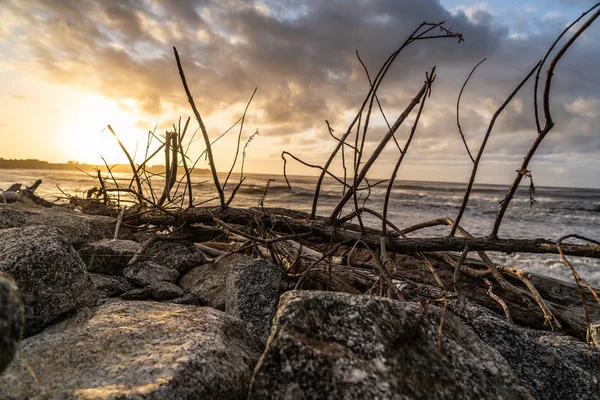 sunset on the coast of New Zealand with rocks and wood in the foreground, amazing sunset in new Zealand, great New Zealand landscape