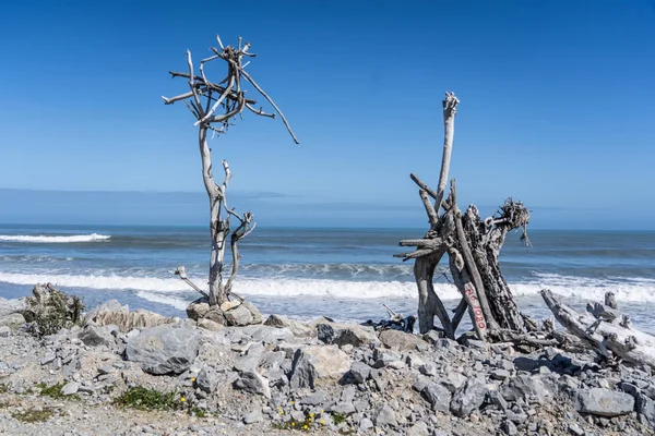 Hotikita Yeni Zelanda sahilindeki ölü odun, Yeni Zelanda 'daki inanılmaz plaj, sahili ve dalgaları olan inanılmaz okyanus görüntüsü, Yeni Zelanda sahillerindeki eski ahşap.