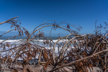 Yeni Zelanda 'da mavi arka planda ve önplanda okyanusla uzun bir köprü.