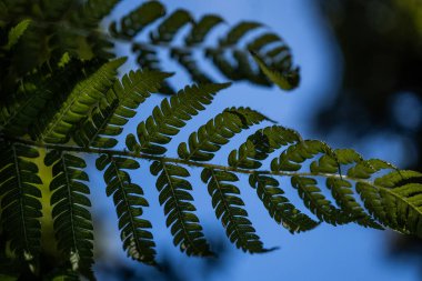 Franz Joshep, Yeni Zelanda yakınlarındaki bir yağmur ormanında eğreltiotu, mükemmel doğal eğrelti otu deseni. Genç yeşil eğreltiotu yapraklarıyla yapılmış güzel bir arka plan.