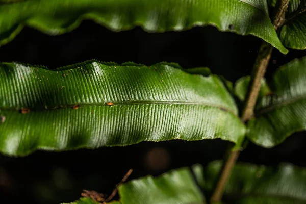 Ormbunke Regnskogen Nära Franz Joshep Nya Zeeland Perfekt Naturligt Ormbunksmönster — Stockfoto