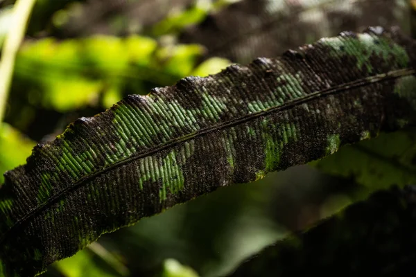 Une Fougère Dans Forêt Tropicale Près Franz Joshep Nouvelle Zélande — Photo