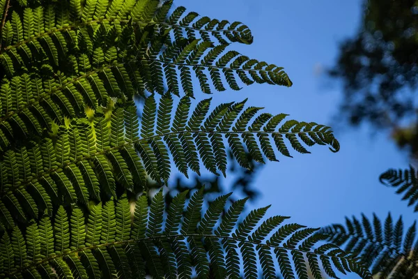 Ormbunke Regnskogen Nära Franz Joshep Nya Zeeland Perfekt Naturligt Ormbunksmönster — Stockfoto