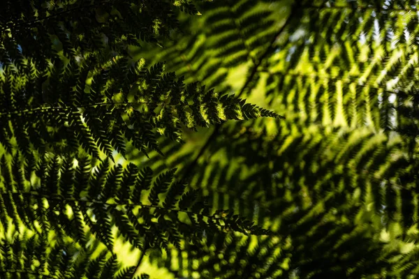 Ormbunke Regnskogen Nära Franz Joshep Nya Zeeland Perfekt Naturligt Ormbunksmönster — Stockfoto