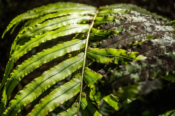 Une Fougère Dans Forêt Tropicale Près Franz Joshep Nouvelle Zélande — Photo