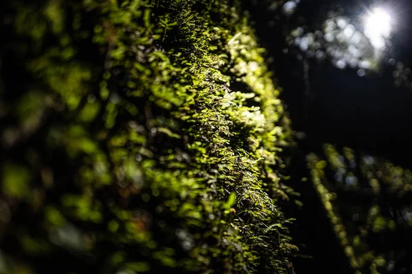 Helecho Selva Tropical Cerca Franz Joshep Nueva Zelanda Patrón Helecho —  Fotos de Stock