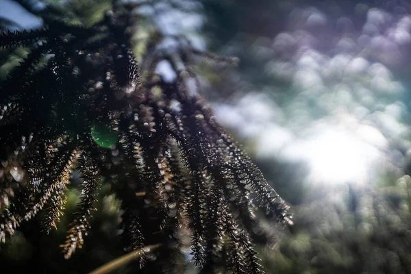 Sol Skiner Genom Träden Nya Zeelands Skog Sol Skogen Nya — Stockfoto