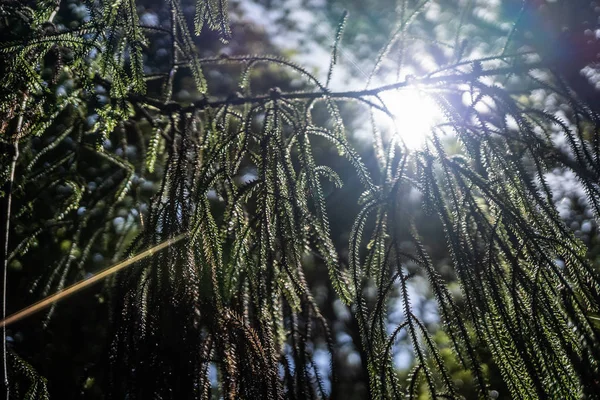 Yeni Zelanda ormanlarındaki ağaçların arasından parlayan güneş, Yeni Zelanda ormanlarındaki güneş, Yeni Zelanda 'daki inanılmaz doğa, orman fotoğrafçılığı, orman resimli duvar kağıdı.