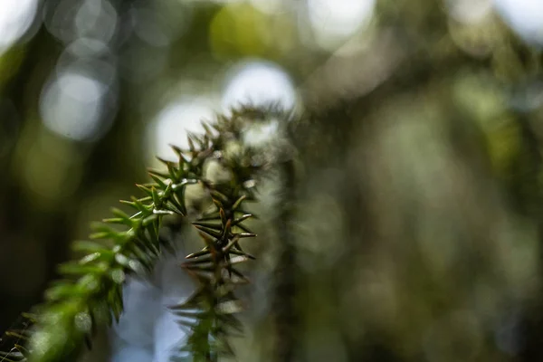 Erstaunliche Natur Von Neuseeland Naturtapete Von Der Natur Neuseeland Großartige — Stockfoto