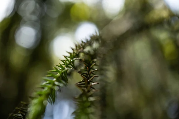 Ormbunke Regnskogen Nära Franz Joshep Nya Zeeland Perfekt Naturligt Ormbunksmönster — Stockfoto