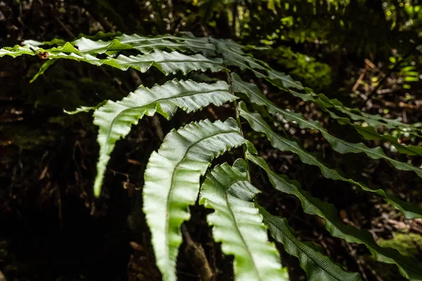 Helecho Selva Tropical Cerca Franz Joshep Nueva Zelanda Patrón Helecho — Foto de Stock