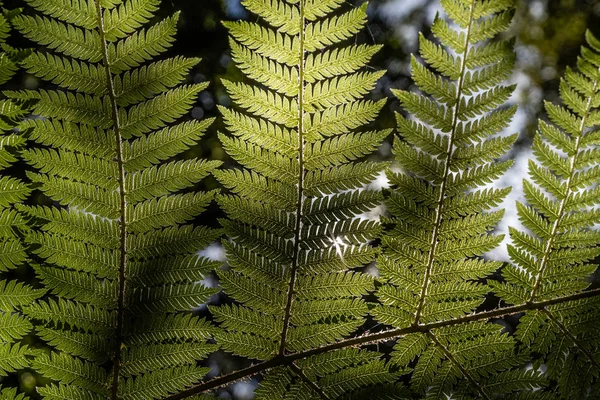 Ormbunke Regnskogen Nära Franz Joshep Nya Zeeland Perfekt Naturligt Ormbunksmönster — Stockfoto