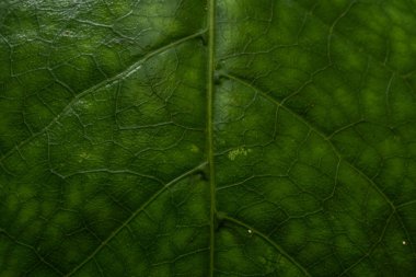 Arkaplan olarak yeşil yaprağın dokusu, yaprağın makro fotoğrafı, makro yaprak resmi