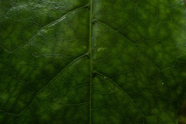 Arkaplan olarak yeşil yaprağın dokusu, yaprağın makro fotoğrafı, makro yaprak resmi
