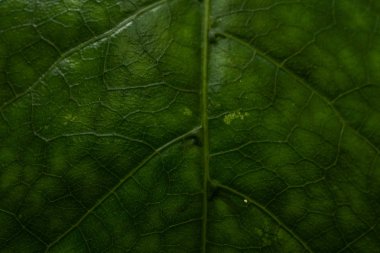 Franz Joshep, Yeni Zelanda yakınlarındaki bir yağmur ormanında eğreltiotu, mükemmel doğal eğrelti otu deseni. Genç yeşil eğreltiotu yapraklarıyla yapılmış güzel bir arka plan.