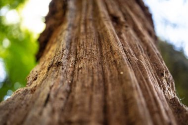 Yeni Zelanda 'nın inanılmaz doğası, Yeni Zelanda' nın doğa duvar kağıdı, büyük vahşi yaşam ve Yeni Zelanda bitkileri.