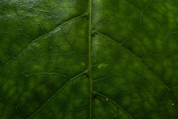 Textura Uma Folha Verde Como Fundo Macrofotografia Uma Folha Imagem — Fotografia de Stock