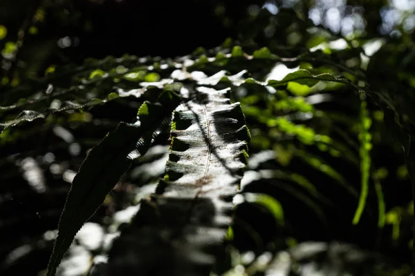 Ormbunke Regnskogen Nära Franz Joshep Nya Zeeland Perfekt Naturligt Ormbunksmönster — Stockfoto