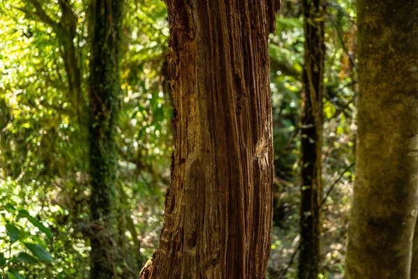 Erstaunliche Natur Von Neuseeland Naturtapete Von Der Natur Neuseeland Großartige — Stockfoto