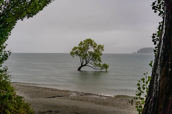 Wanaka Baum Nebel Neuseeland Erstaunlicher Baum Von Wanaka See Pflanze — Stockfoto