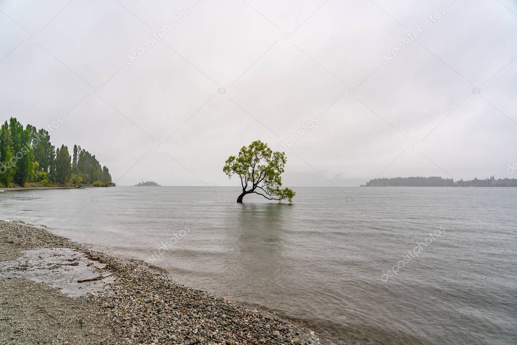 wanaka tree in the fog in New Zealand, amazing tree of wanaka in the lake, plant in a lake, good background, green tree standing inside a lake, wanaka tree during rain an amazing fog in the background