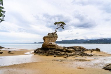 Abel Tasman 'ın ulusal parkındaki bir uçurumun tepesindeki ağaç ulusal parktaki Abel Tasman kıyı şeridi kayalıklardaki muhteşem plaj, Yeni Zelanda sahillerindeki yalnız ağaç.