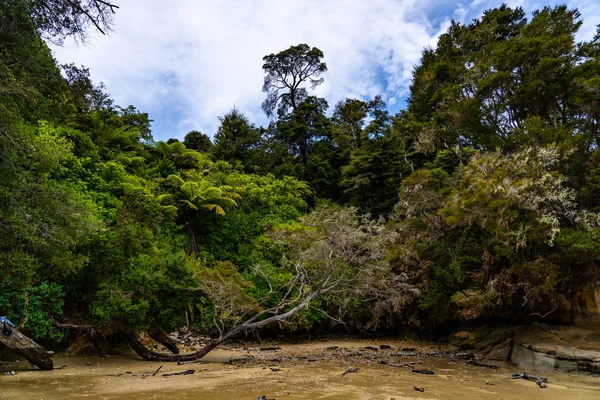 Дерево Скелі Національному Парку Абель Тасман Національний Парк Узбережжі Абель — стокове фото